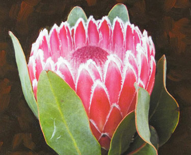 Leon Clemons super-realistic art -  Protea Compacta