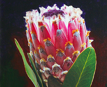 Leon Clemons super-realistic art - Protea Magnifica 3
