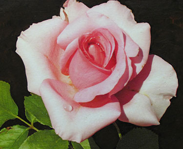 Leon Clemons super-realistic art - Rose Doré