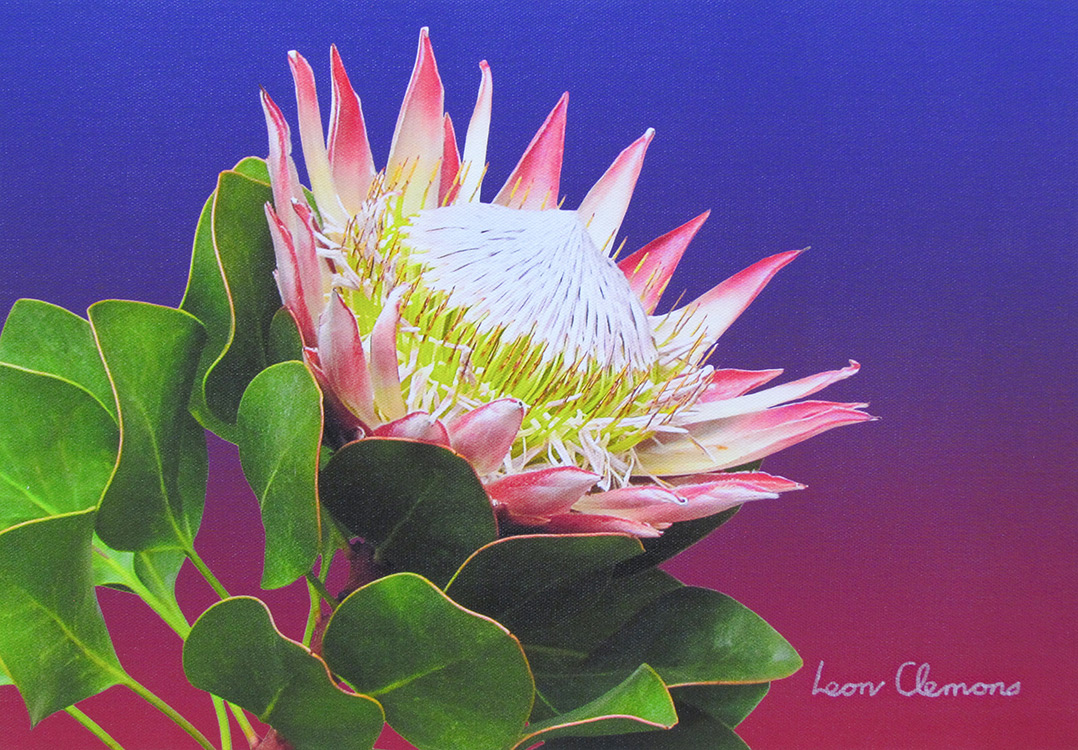 Leon's super realistic artwork - Protea King