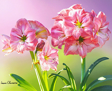 Leon Clemons super-realistic artwork - Amarilla Harmony